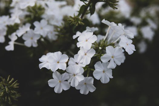 Close-up of delicate white phlox flowers with soft petals, perfect for nature themes.