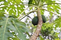 Lush green papaya tree with fresh fruits growing outdoors in a tropical setting.
