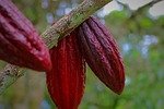 cacao pod, cacao fruit, cacao, plant, tropical, pod, nature, red, delicious, chocolate, organic, natural