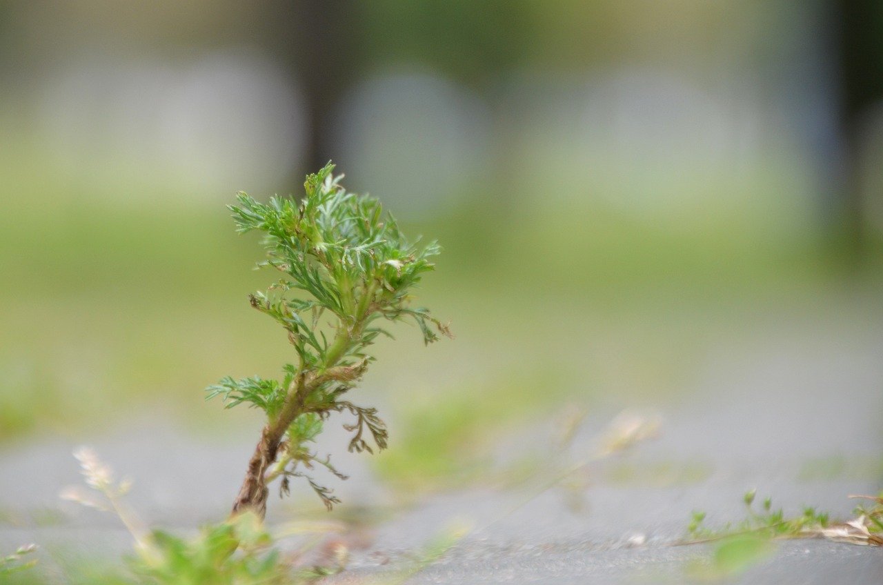 capillary wormwood, leaves, plant, herb, artemisia, wormwood, nature, closeup, artemisia, artemisia, wormwood, wormwood, wormwood, wormwood, wormwood