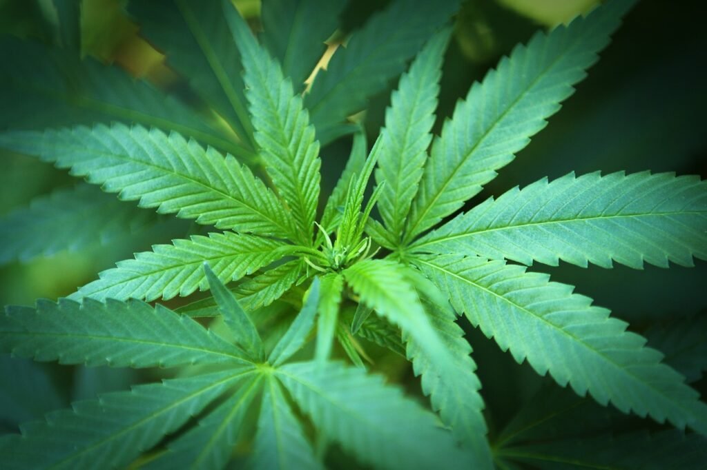 lorem, ipsum, dolor, sit, amet, lorem, lorem, lorem, lorem, lorem, dolor, dolor, dolor