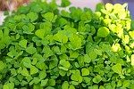 leaves, fenugreek leaves, fresh, green, healthy, traditional, methi tea leaves, herbs, vegetables, indian culture, fenugreek leaves, fenugreek leaves, fenugreek leaves, fenugreek leaves, fenugreek leaves