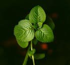 Detailed view of vibrant green mint leaves with rich textures.