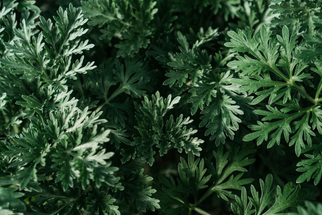 Detailed shot of green wormwood leaves, showcasing the intricate patterns and vibrant color of the plant.