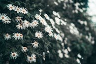 A serene close-up of blooming daisies with lush green foliage, captured with selective focus.