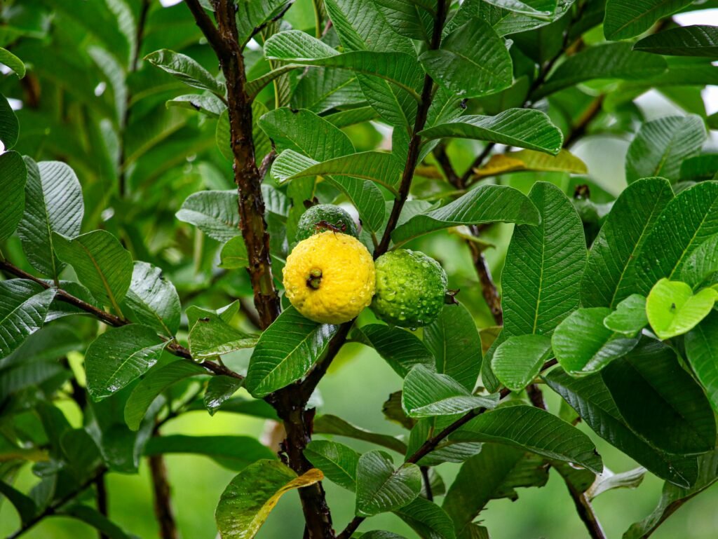 Vibrant guava fruits and leaves captured on a lush tree in Belém, Brazil.