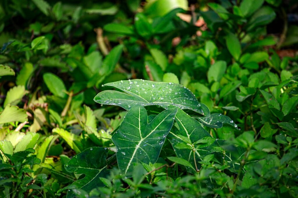 Close-up of raindrops on vibrant green tropical leaves in a lush forest setting, capturing nature's beauty in Belém.