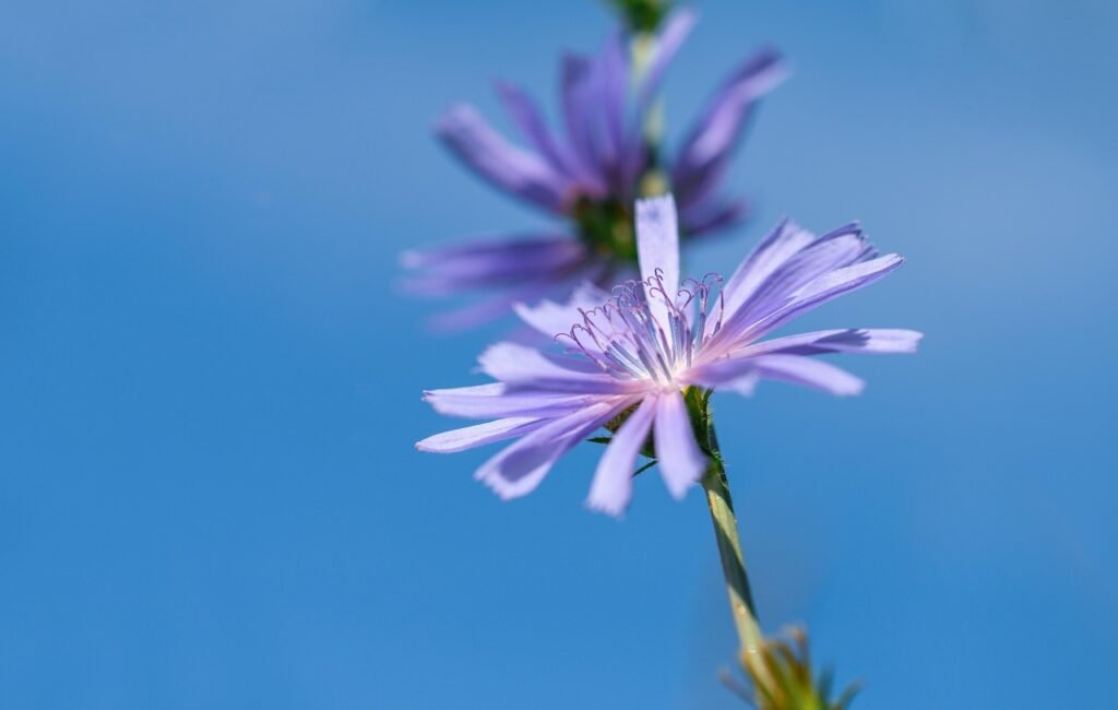 wait away, chicory, flower, plant, heaven, flower wallpaper, perspective, purple flower, petals, blossom, beautiful flowers, bloom, flower background, nature, summer, close up