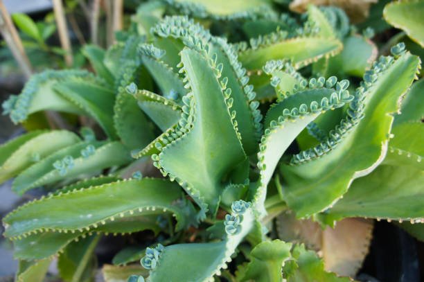 kalanchoe