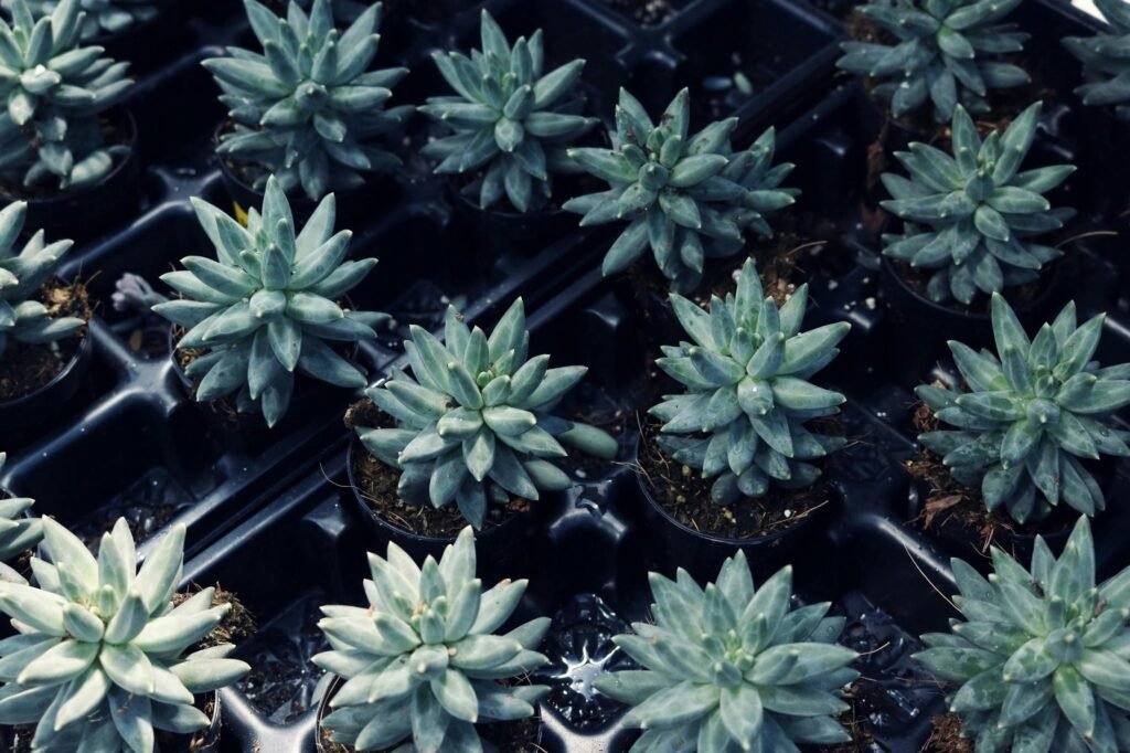 Efectos secundarios comunes de las plantas medicinales