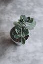 A minimalist photo of a green succulent plant in a small pot on a textured surface.