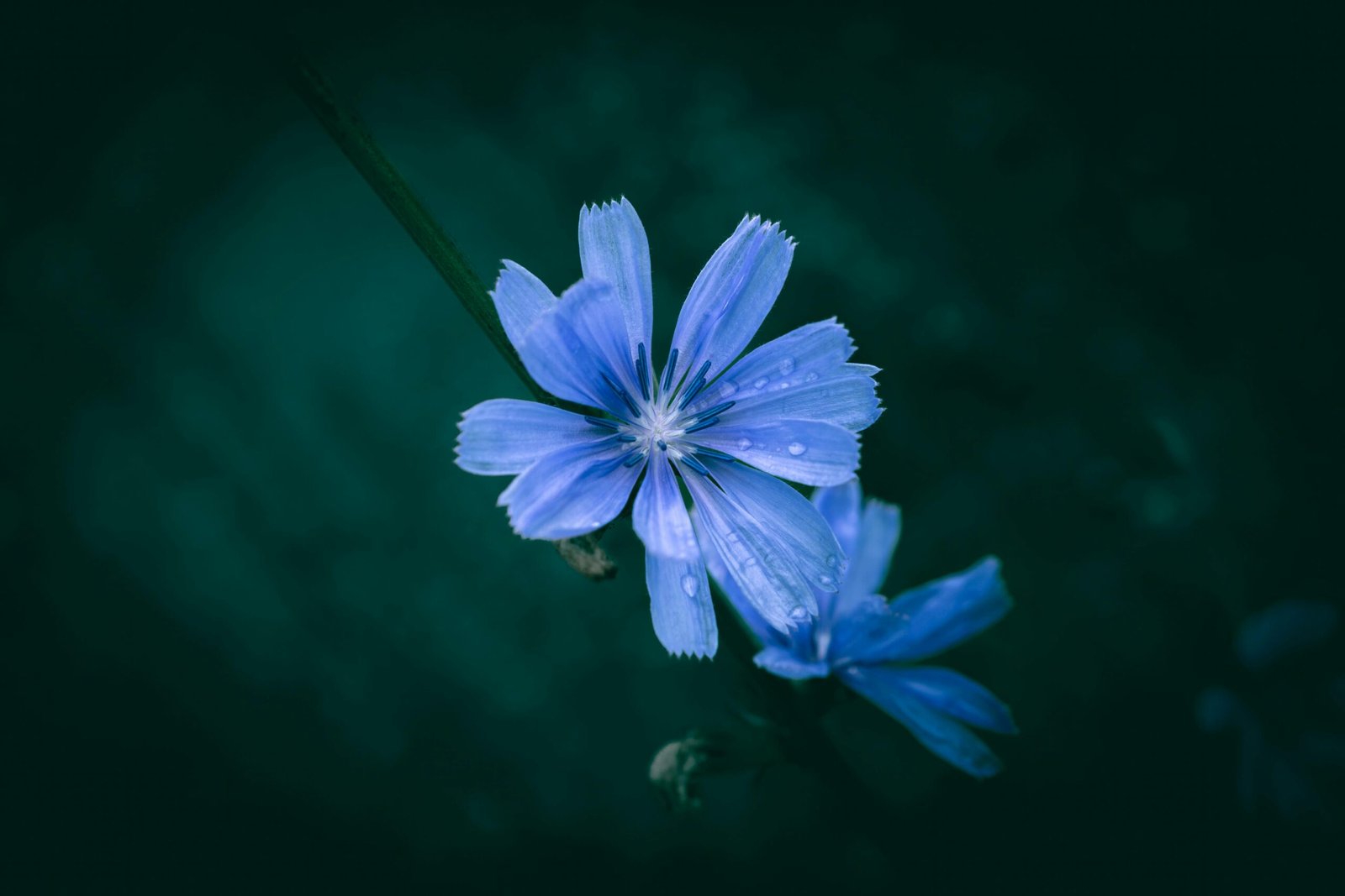 Vibrant blue chicory flowers adorned with dew on petals, captured in a serene outdoor setting.