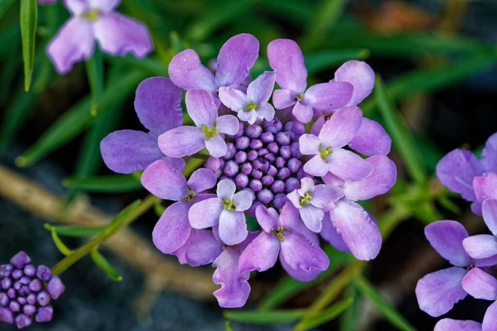 candytuft, doldige loop flower, iberis umbellata, ornamental plant, cruciferous, blossom, bloom, purple, candytuft, candytuft, candytuft, candytuft, candytuft