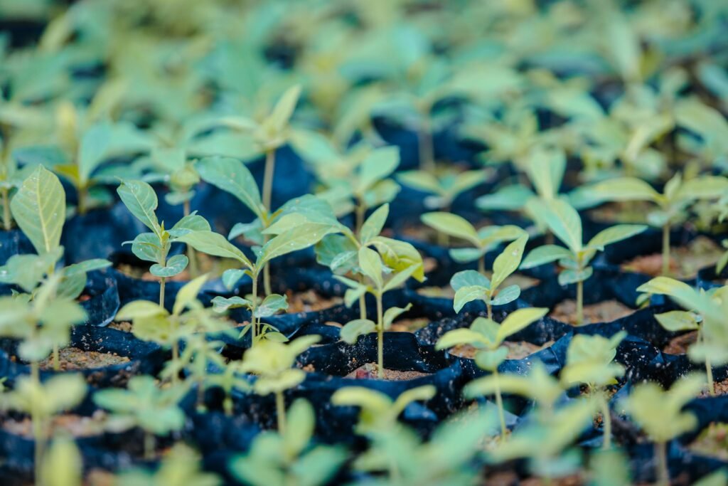 Close-up of young saplings growing in a nursery in Paragominas, Brazil, showcasing lush green growth. Plantas Medicinales