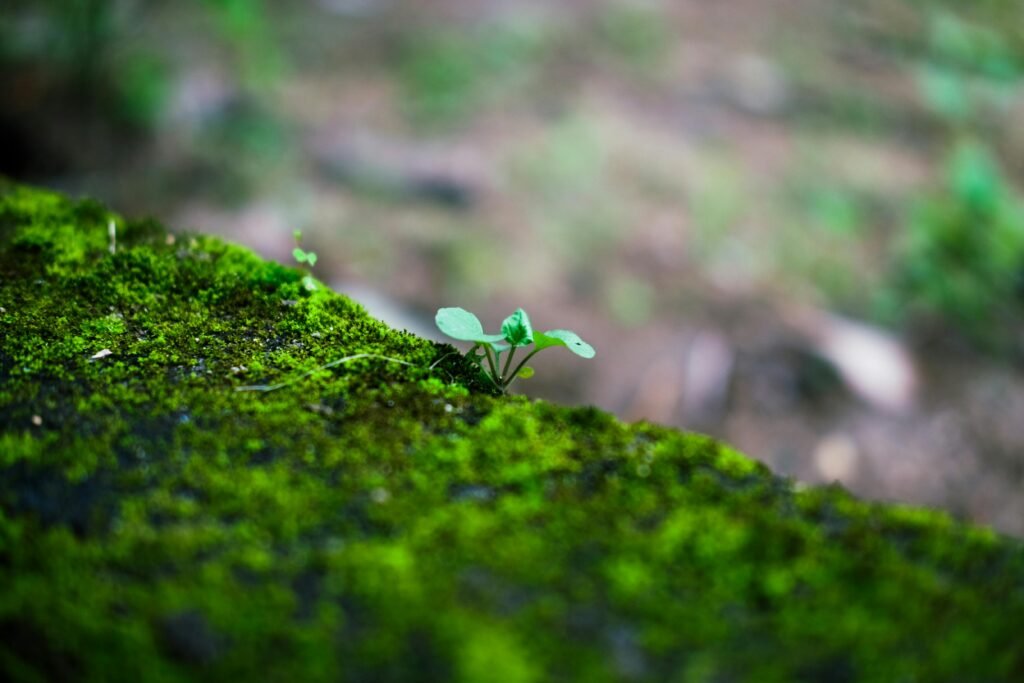 Fitoterapia clínica para ansiedad