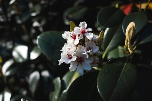 Detailed view of a blooming Rhaphiolepis umbellata flower in natural sunlight.
