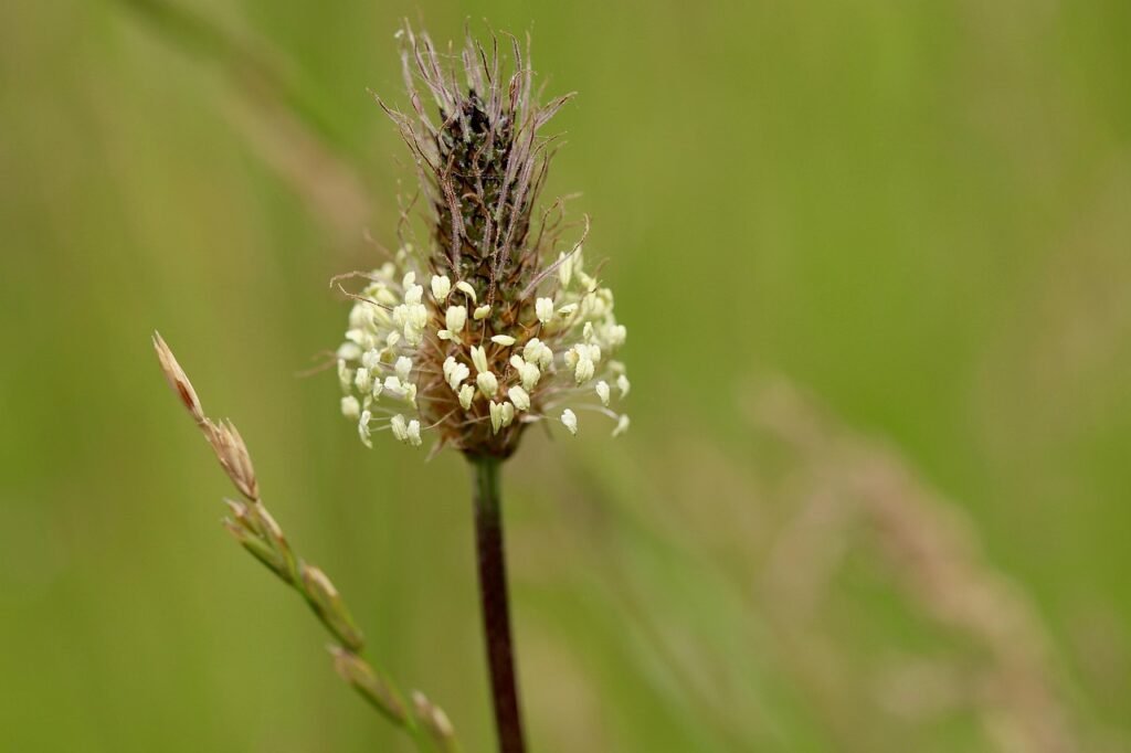 ribwort plantain, lungwort, ribwort, medicinal herb, wild herb, plantago, inflorescence, meadow plant, nature