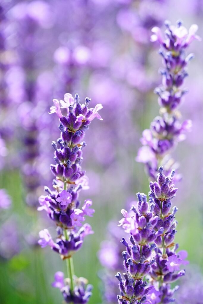 lavender, lavender flowers, blossoms, violet, purple, fragrant plant, lavender, lavender, lavender, lavender, lavender