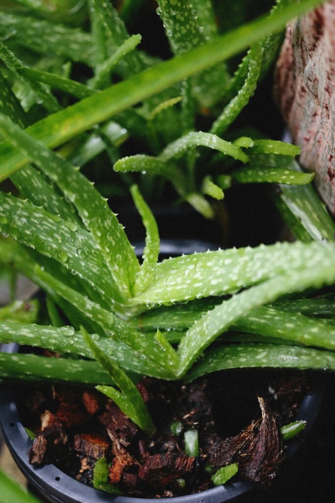 Lush green aloe vera plants in pots, showcasing healthy growth indoors.