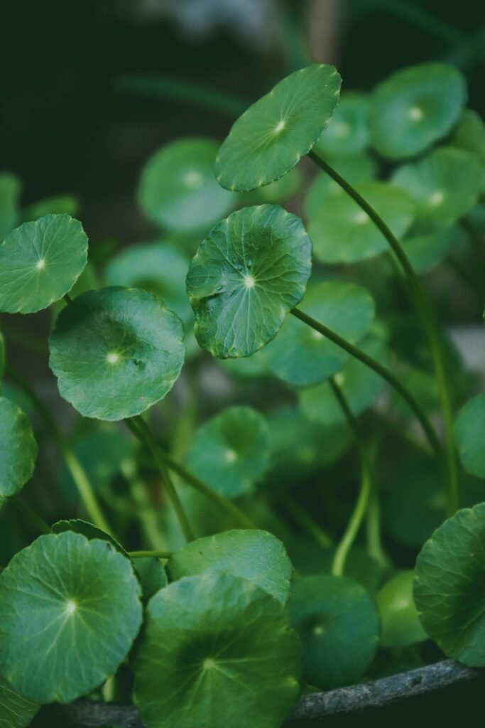 Close-up of vibrant green Gotu Kola leaves outdoors, showcasing nature's organic beauty.