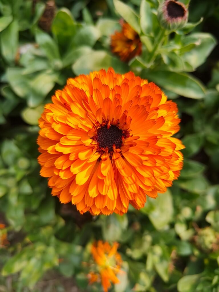 Close-up of a bright orange calendula flower surrounded by green foliage, showcasing nature's beauty.