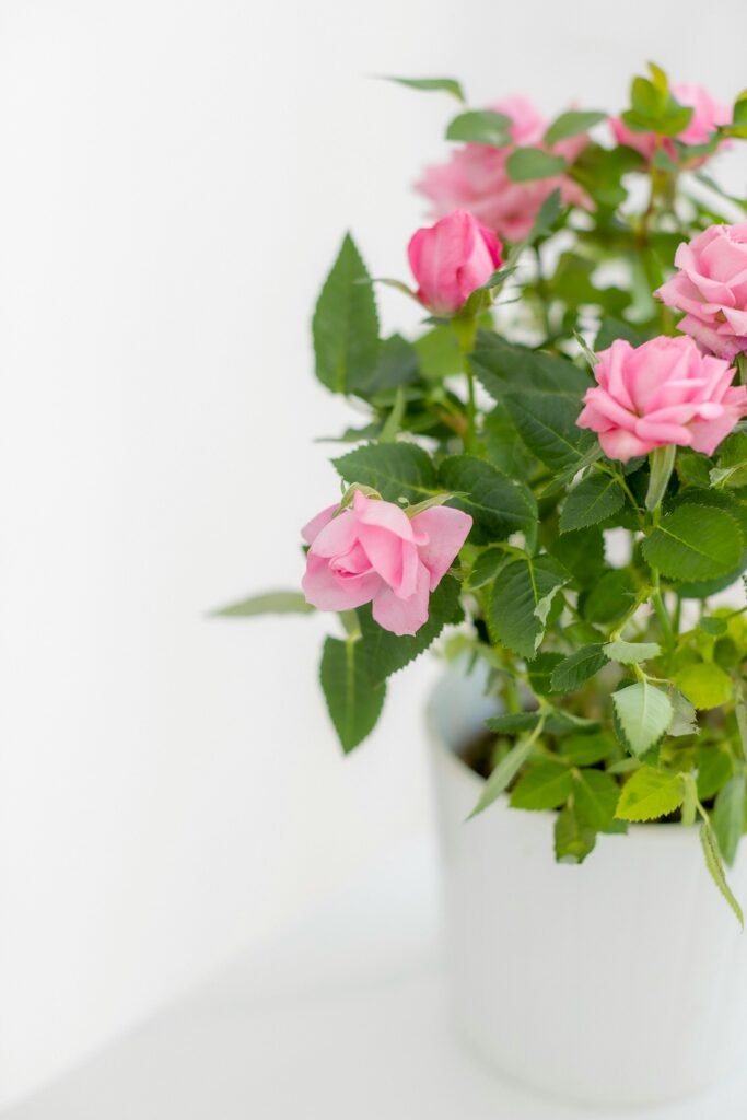A beautiful arrangement of pink roses in a white pot on a clean white background, symbolizing spring elegance.