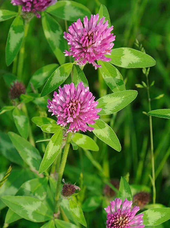 flores del trébol rojo