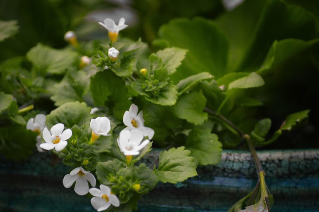 bacopa, flower, garden, plant, bloom, blossom, summer, white, bacopa, bacopa, bacopa, bacopa, bacopa
