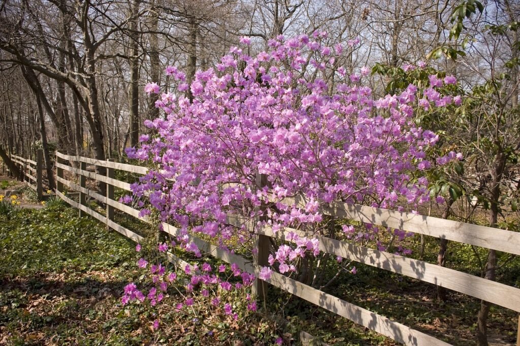 lorem, ipsum, dolor, sit, amet