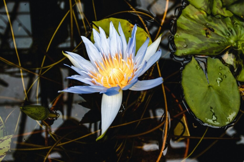 Close-up of a vibrant water lily floating among green leaves in a serene pond.