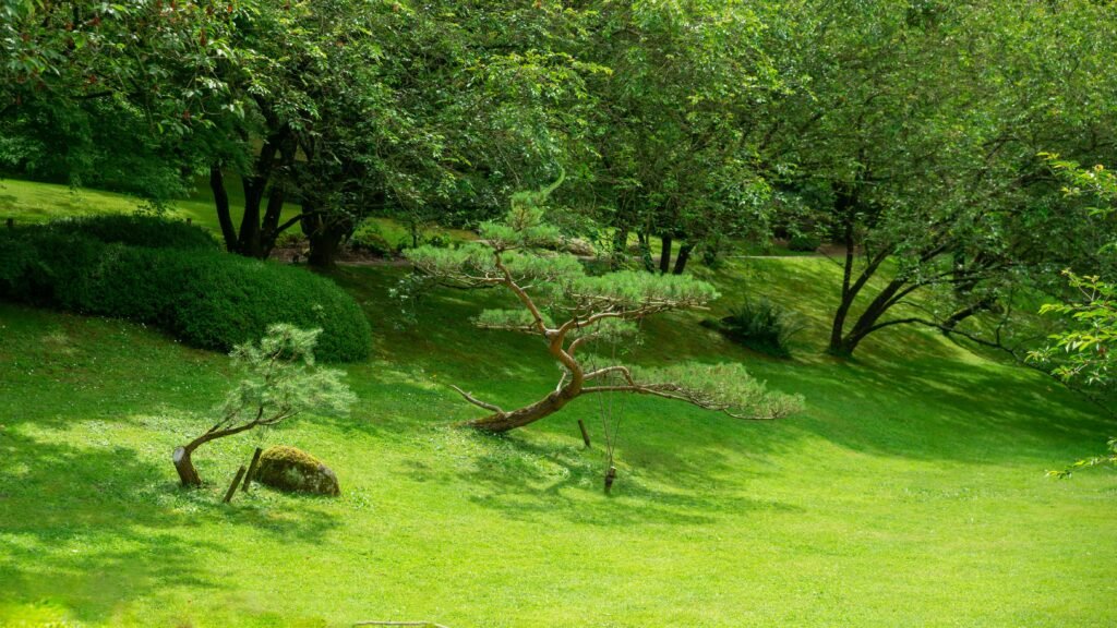 plantas nootrópicas