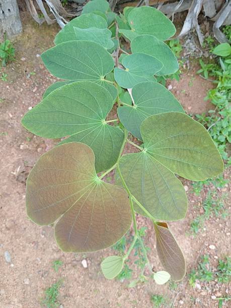 hojas de casco de vaca - bahunia forficata