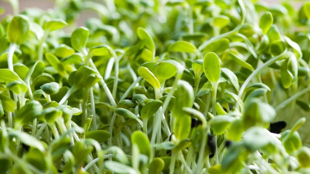 alfalfa brotes tiernos