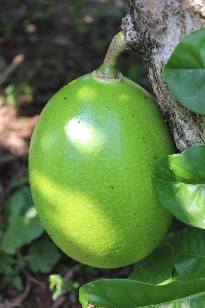 fruit, totumo tree, villavicencio, colombia
