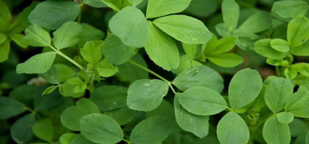 hojas frescas de alfalfa