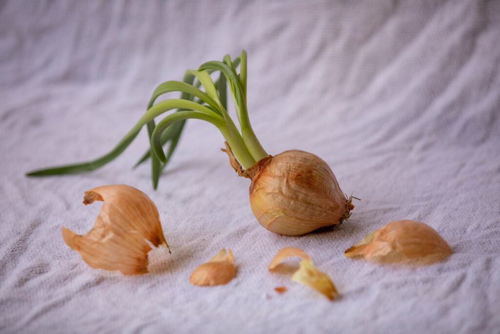 A sprouting onion with green shoots on white textile background, showcasing freshness. allium cepa