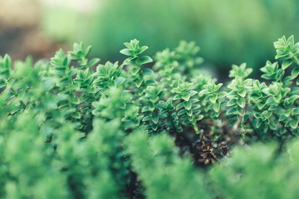Vibrant close-up of green plant leaves in a garden, showcasing nature's lush beauty.