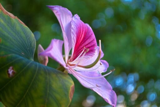 Stunning close-up of a vibrant pink Bauhinia variegata flower in full bloom against a lush green background.