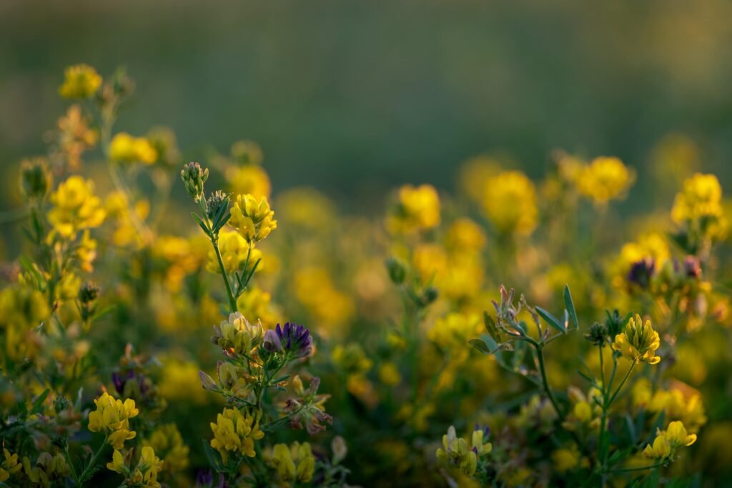 A serene view of vibrant yellow wildflowers in a sunlit meadow showcasing nature's beauty. alholva