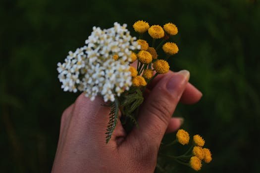 A hand holds wildflowers, featuring white yarrow and yellow tansy blooms.
