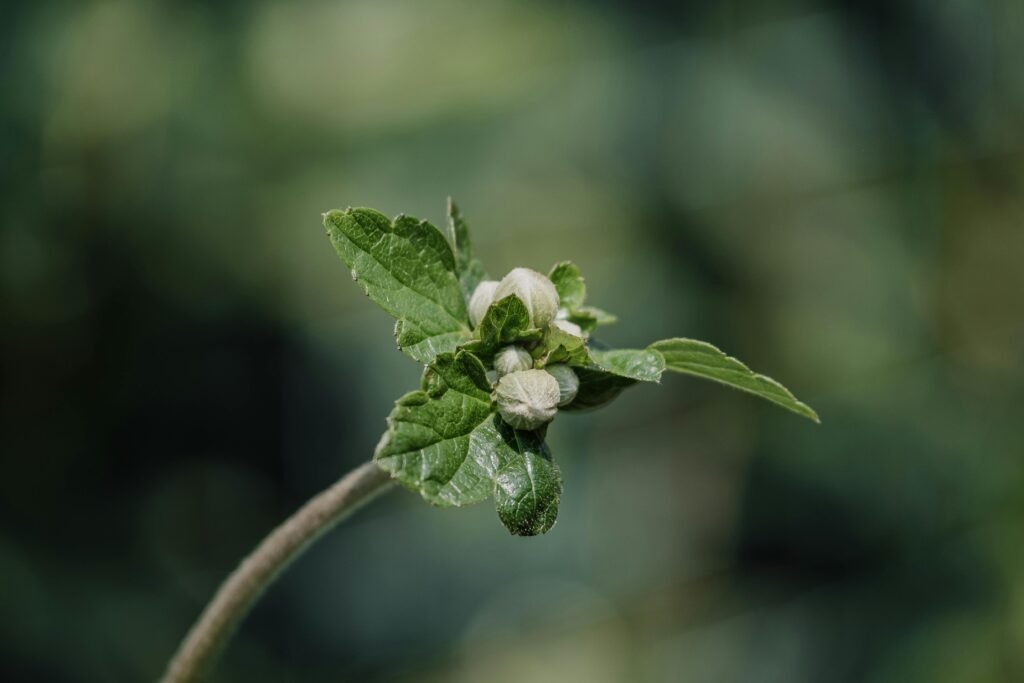 Hyptis suaveolens: EL MASTRANTO