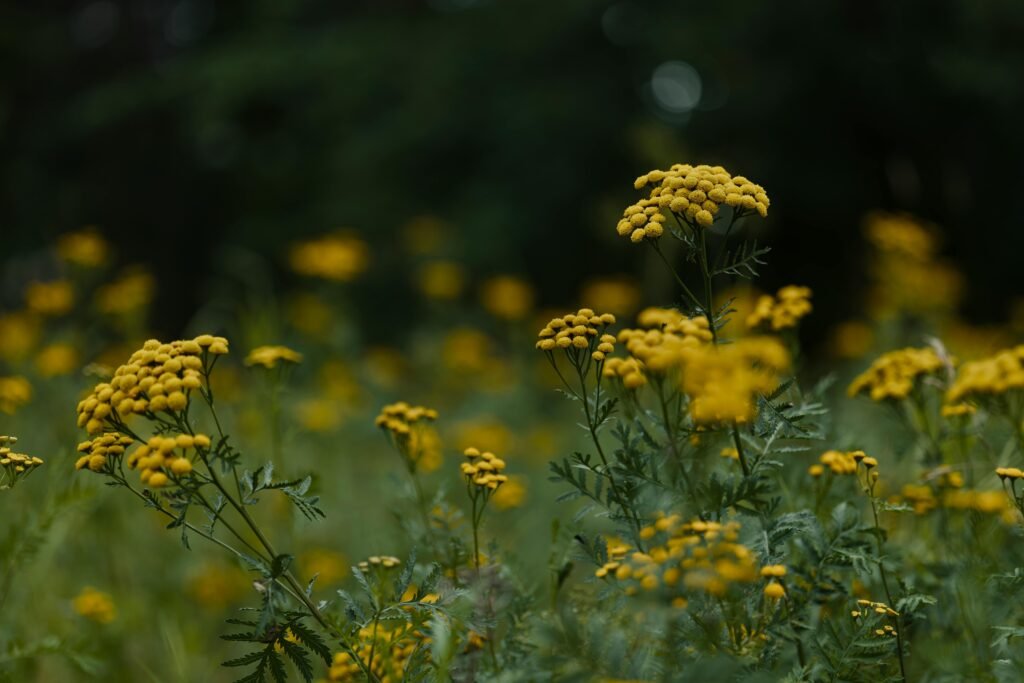 Bright yellow wildflowers blooming in a serene meadow during the summer, capturing the essence of nature's beauty.