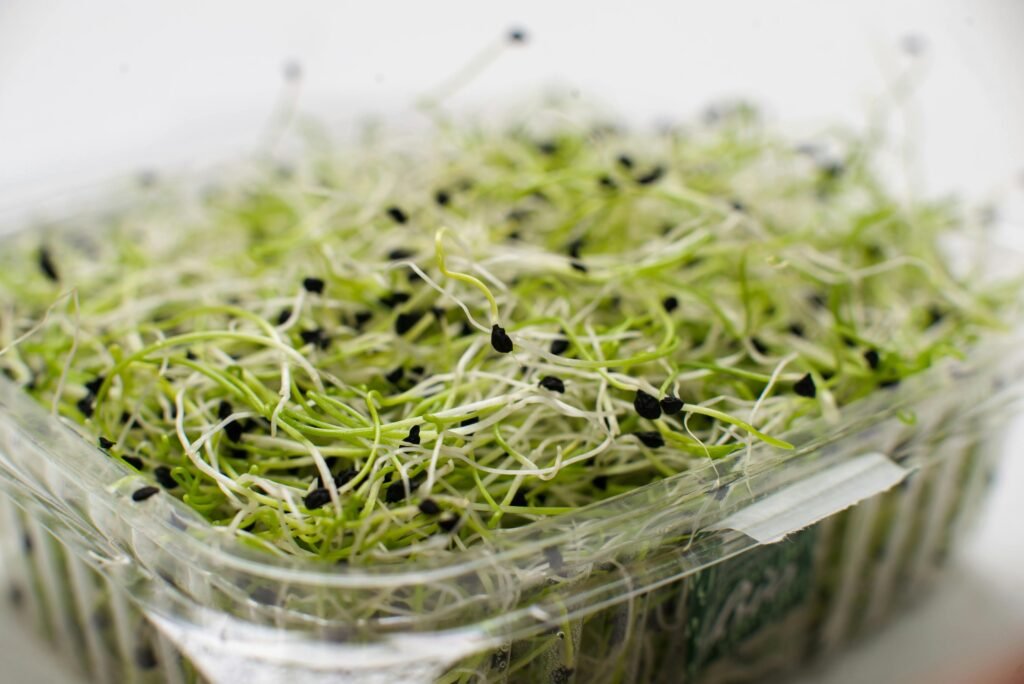 Brotes de alfalfa