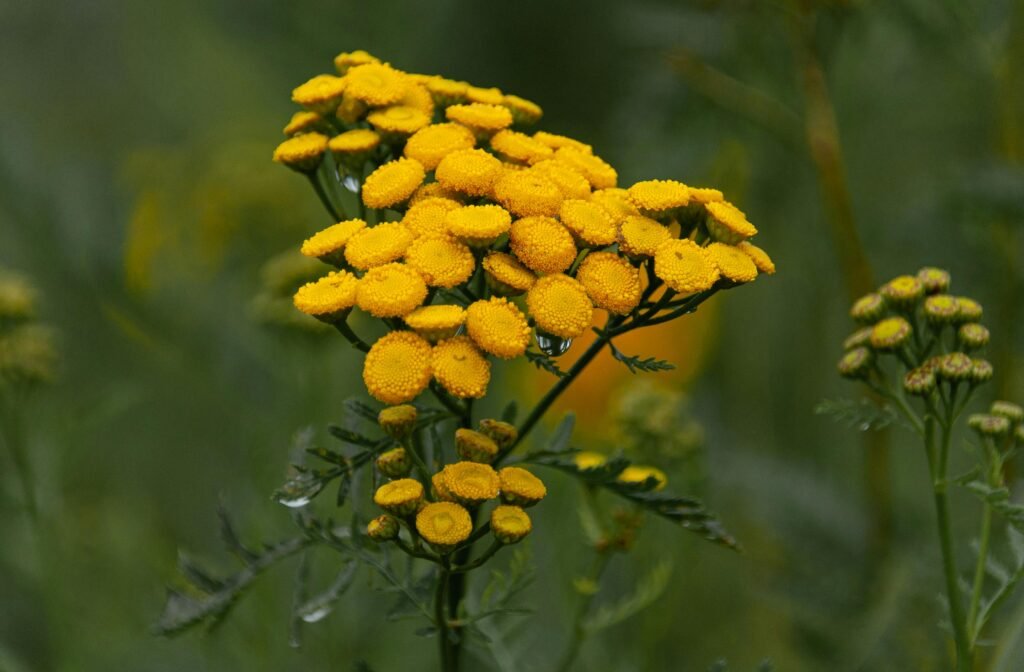 Altamisa (Tanacetum parthenium)