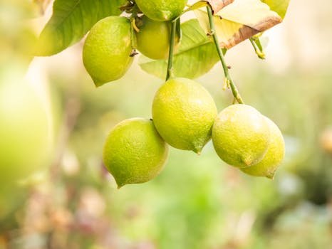 Cluster of vibrant green lemons growing on a tree branch outdoors in a garden.