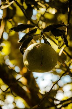 Close-up of a green pomelo fruit hanging from a tree branch, illuminated by sunlight.