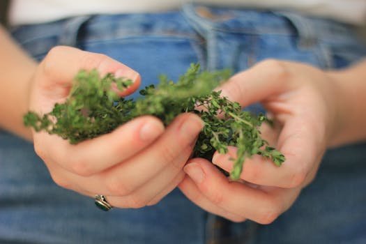 Detailed close-up of hands delicately holding fresh thyme leaves, evoking a natural and organic feel.