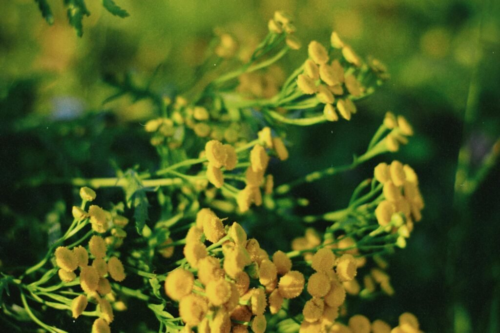 Close-up of vibrant yellow wildflowers in a lush green outdoor setting, showcasing natural beauty.