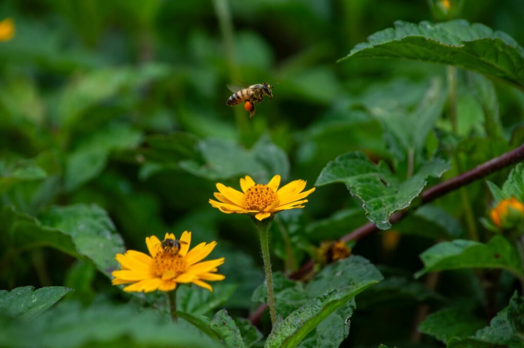 flor de árnica