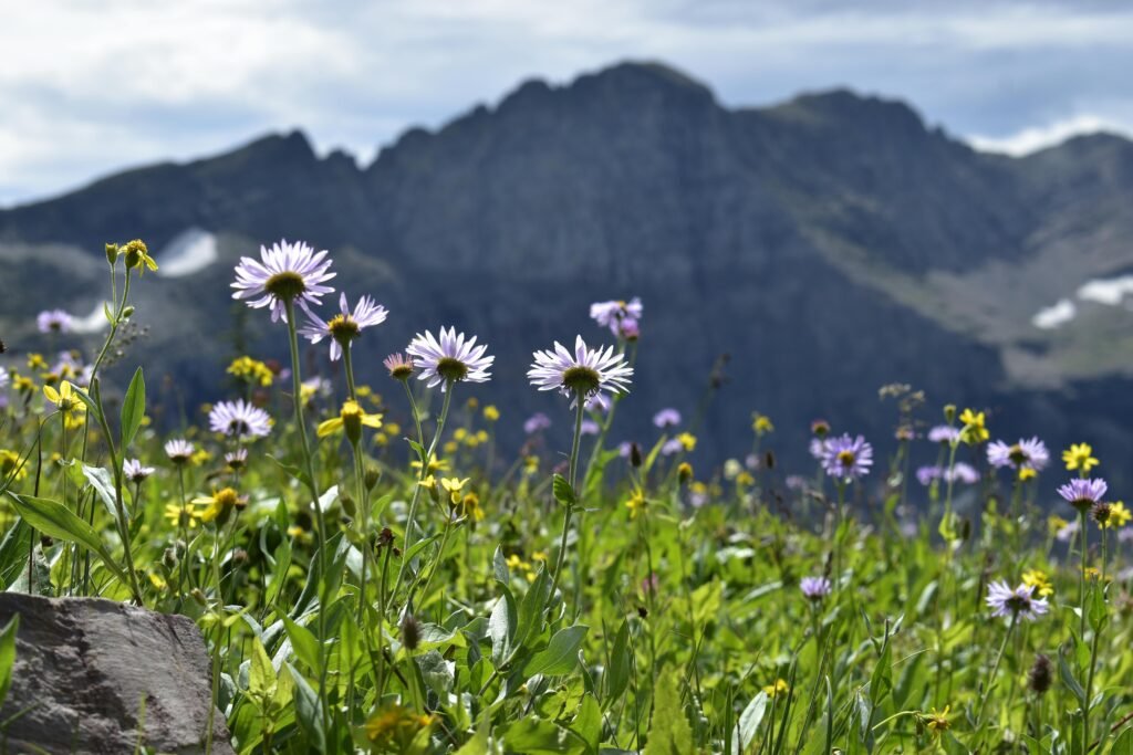 flores de arnica